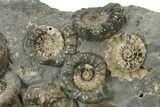 Plate Of Ammonite (Xipheroceras) Fossils - Dorset, England #242421-3